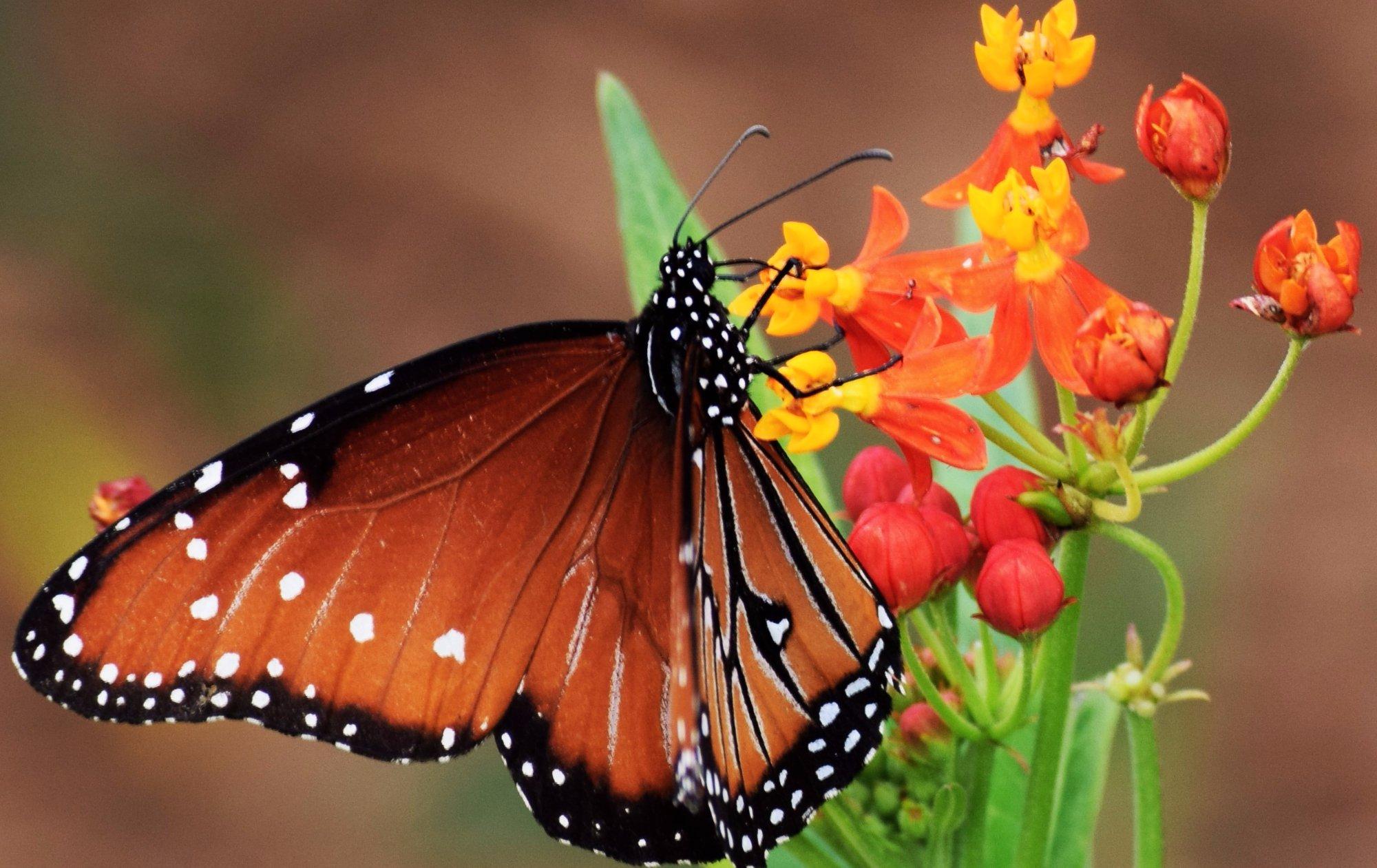 National Butterfly Center