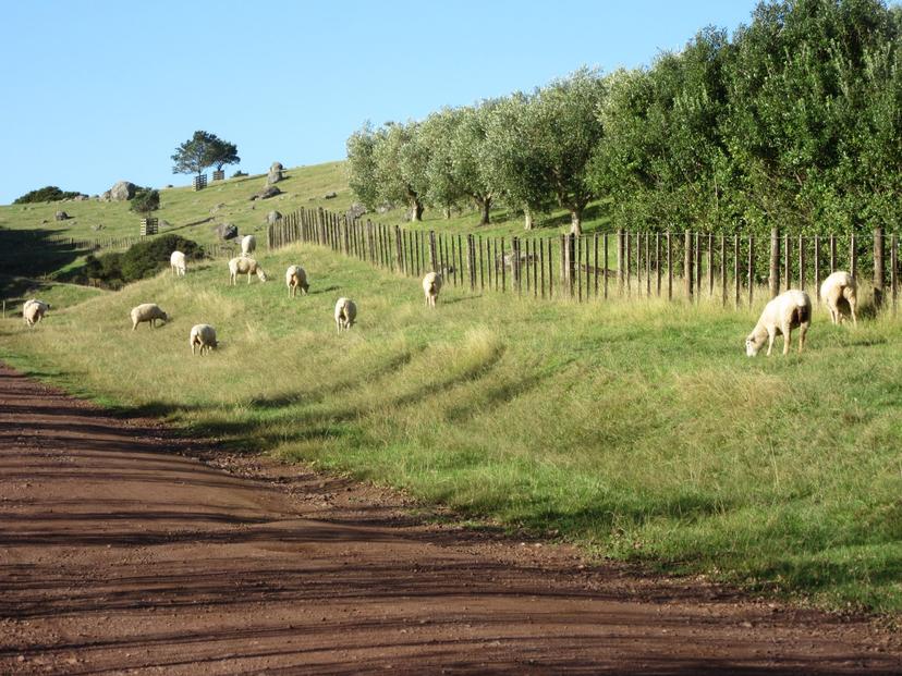 Stony Batter Historical Reserve, Man O'War Bay Rd, Waiheke Island ...