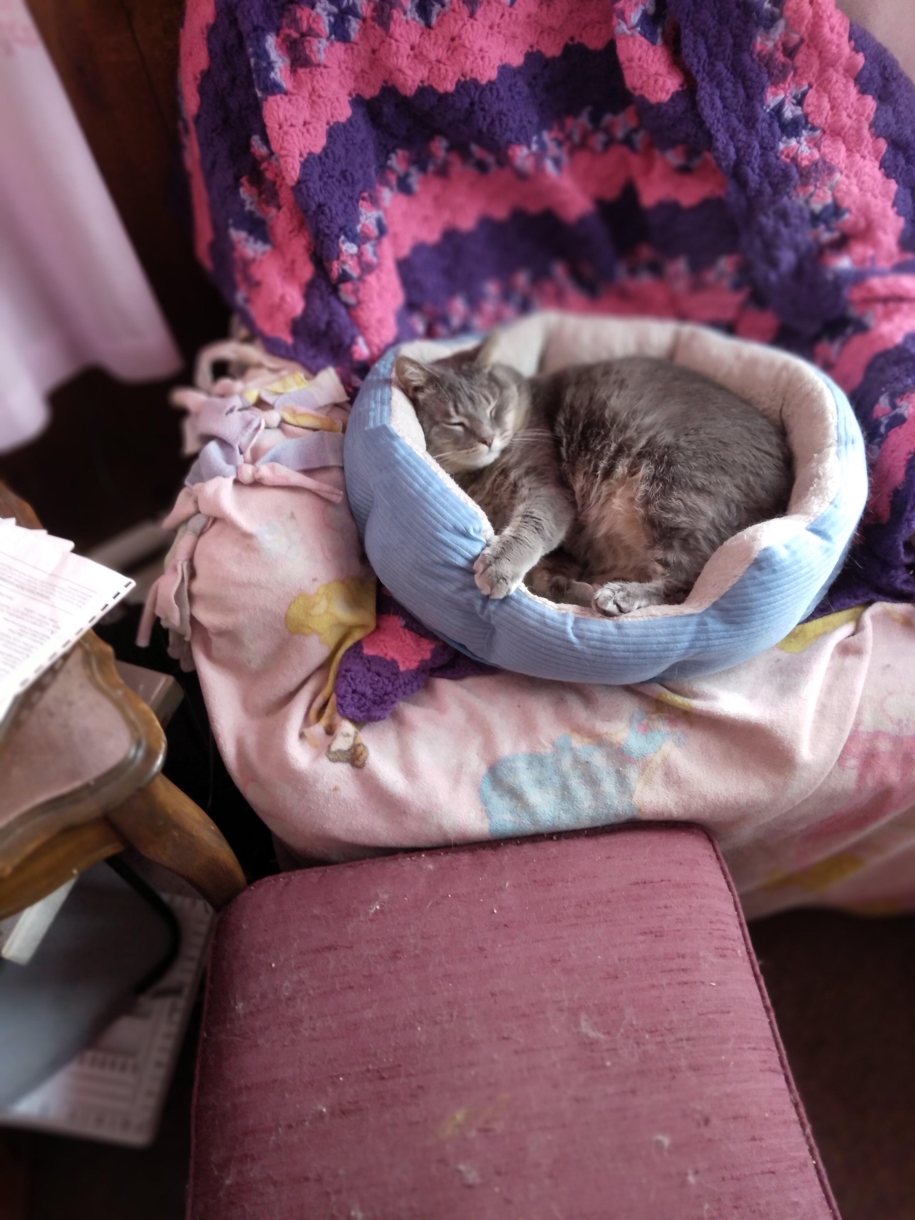 Humane Society of Chittenden County