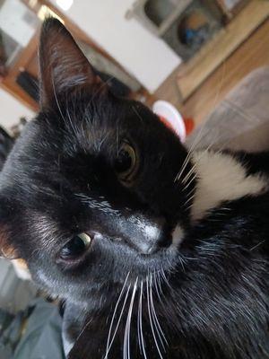 Friendship Animal Protective League