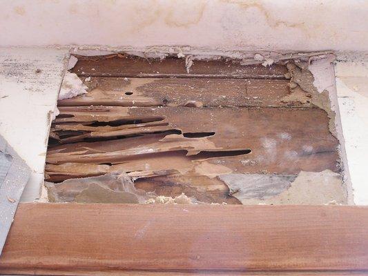 Carpenter ant damage