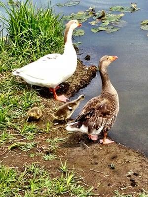A little family my the lake.
