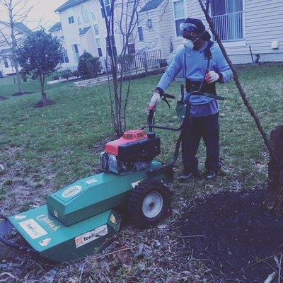 Sod prep for extended patio. Bush tree and shrubbery
