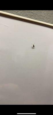 Palm Side Apartments