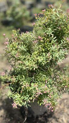 Southeastern Landscape Supply