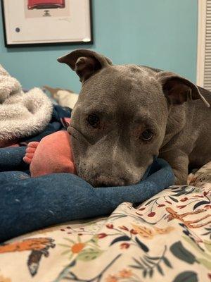 Summit Dog & Cat Hospital