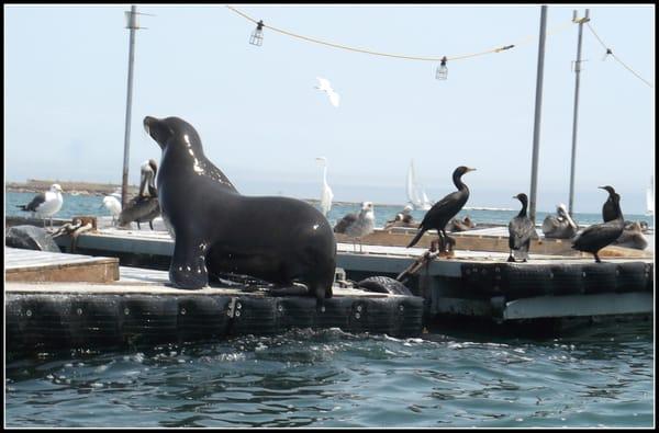 This is not a statue, this is a sea lion on the bait barge. You'll see these scenes when you take the Speed Boat Adventures tour
