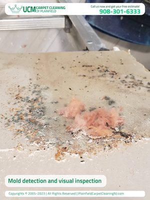 UCM Carpet Cleaning of Plainfield