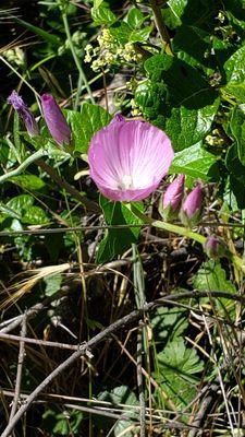 Flowers on the trail