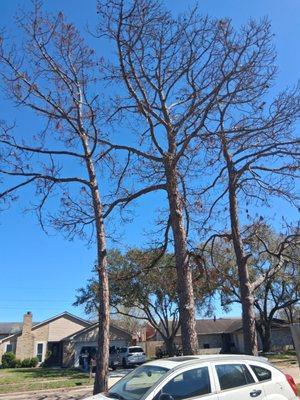 Profesional Tree Services