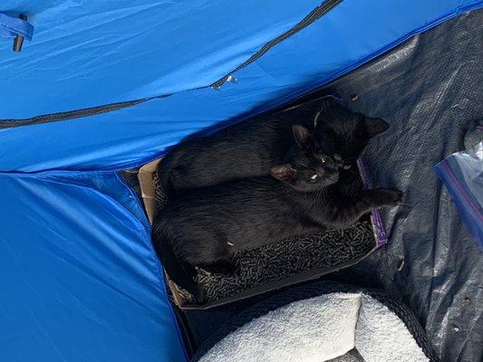 Adoption Event outside the Cafe - July 2020
