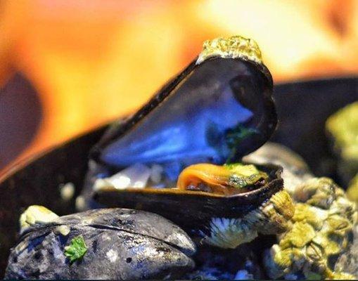 Nicholson Yachts of Newport