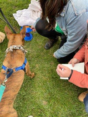 City Dogs - Cleveland