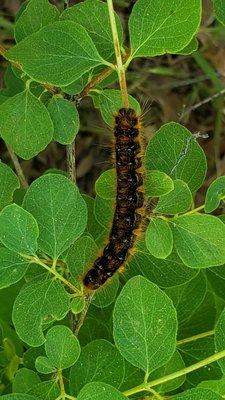 Caterpillar on the trail