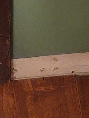 One spot where they never put up trip.  No trip was put in any of the doorways.  Nails were left sticking up.