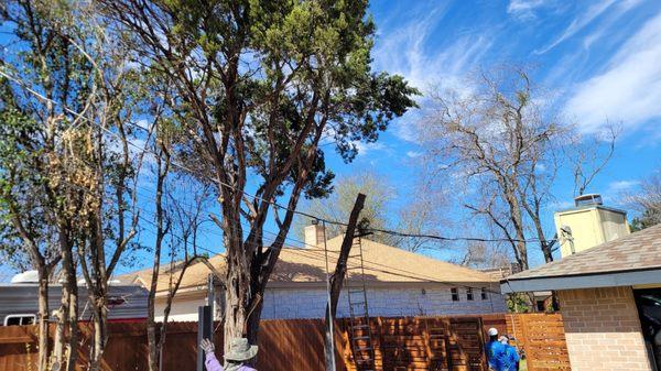 L&I Tree Service and More