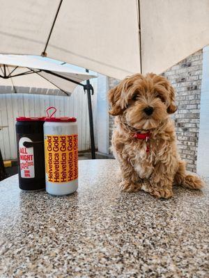 Contrast Artisan Ales