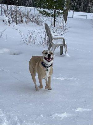 Central Vermont Humane Society
