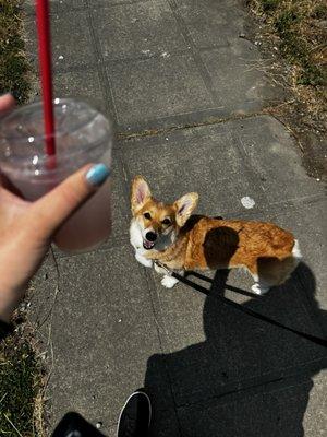 Happy pup cup customer