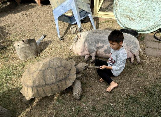 Mulberry Tree Preschool