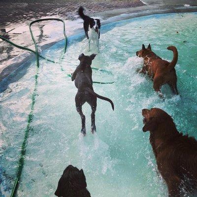 Arfington Pet Resort