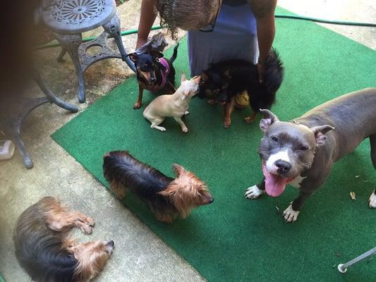 Nana's Pet Home Care