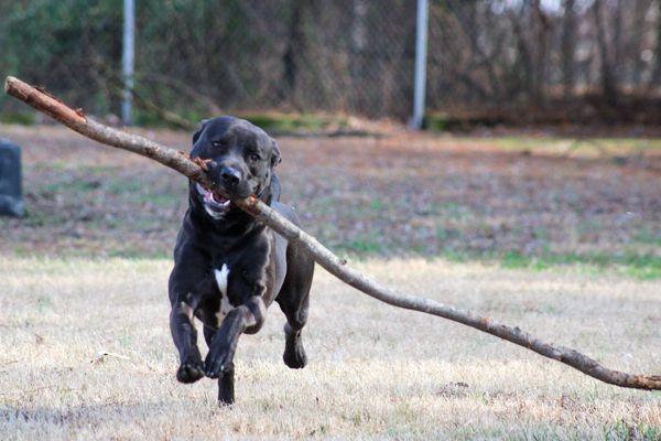 Humane Society-Animal Shelter