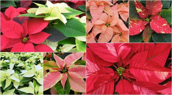 Molenaar Greenhouses