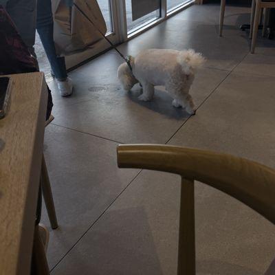 Dog inside the Mercado Graziano's Hialeah