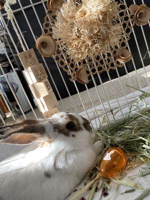 Bunny Bunch - Montclair