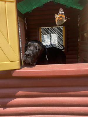 Norwichtown Pet Resort & Spa