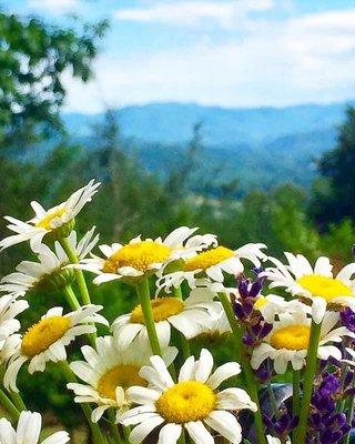 Donna LaConte - eXp Realty