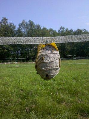 Yellowjacket nest