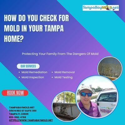 Tampa Bay Mold