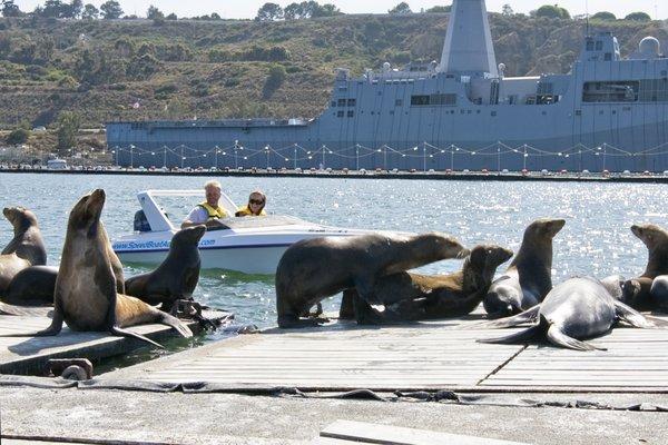 Tour the Seals in San Diego Bay.
