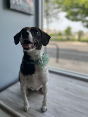 Premier Pet Services LLC