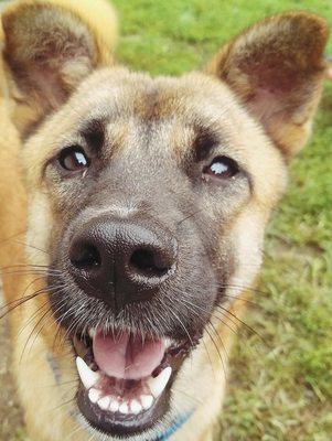 Animal Rescue Foundation