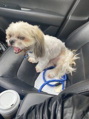 Barking Lot Grooming Salon