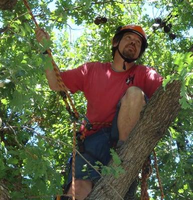 Woodpecker Certified Arborist