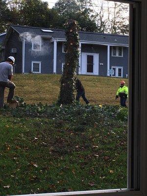 T&D Tree Service