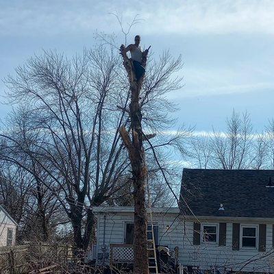 Ham Tree Service