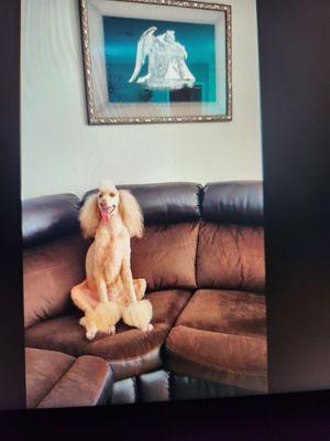 Doggy World Grooming