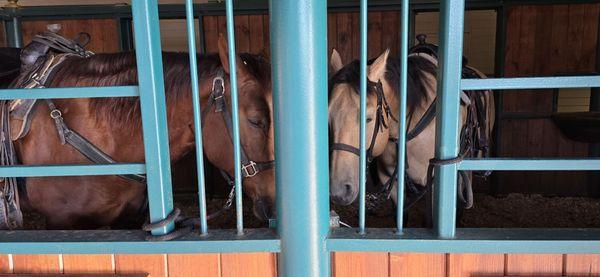 Show horses were tied up on outer railing of their paddocks along public walkway for spectators' benefit.
