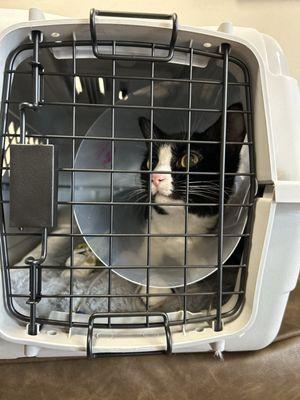 Animal Emergency Clinic