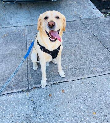 FureverFriends Dog Walking LLC