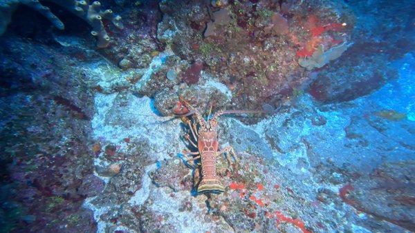 Monster lobster in St Kitts