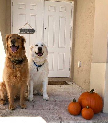 Happy Holidays from Bronx and Cody