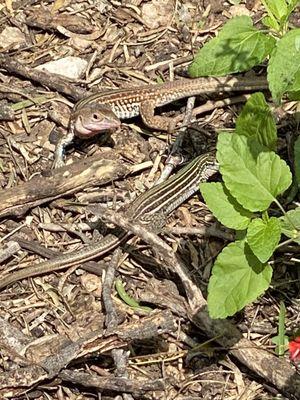 Best Parks in Mcallen