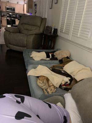 Ware Road Animal Hospital