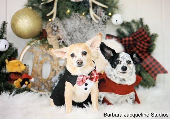 Port Saint Lucie Christmas Pet Portraits